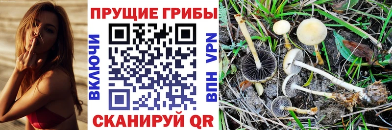 где найти наркотики  Каменногорск  Галлюциногенные грибы прущие грибы 